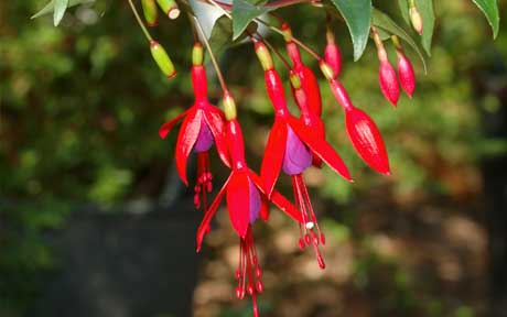 patio-plants_1616034c