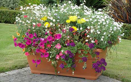 planters